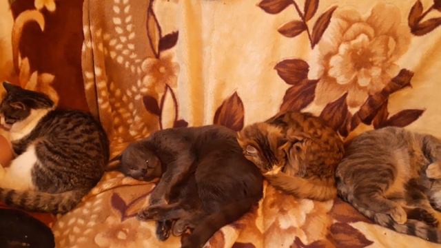 Заняли диван,так как на улице холодно. смотреть онлайн