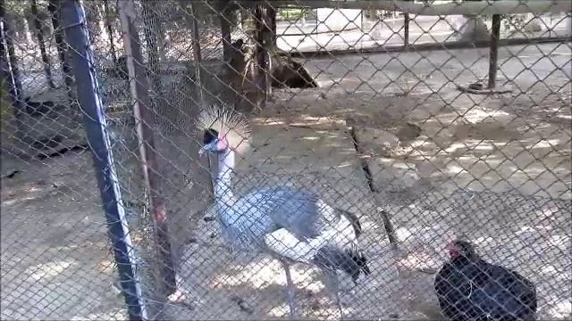 Зоопарк города Шымкент смотреть онлайн