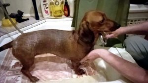 У собаки банный день