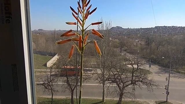 Зацвело алоэ смотреть онлайн