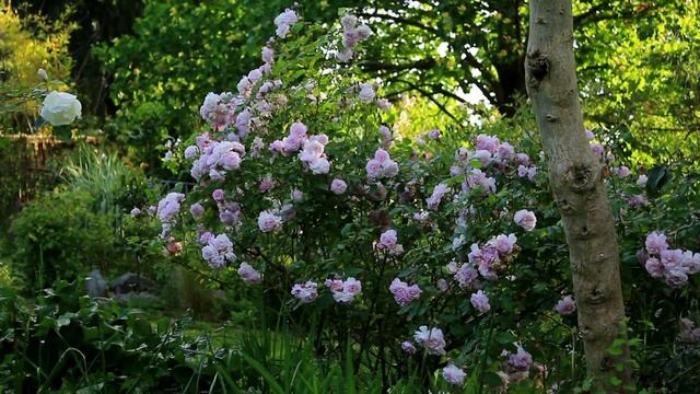 Jardin De Roses - Wonderful Rose Garden - [labelled]