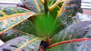 Болезни и вредители Кротона. Как спасать и чем лечить заболевшее растение.