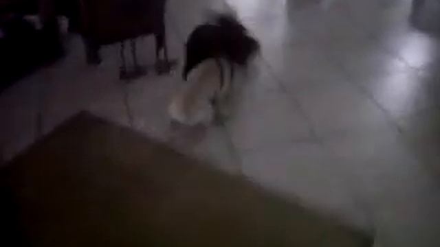 Mr. Puddles the French Bulldog Plays With Scotty смотреть онлайн