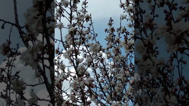 Иссык-Кульские абрикосы смотреть онлайн