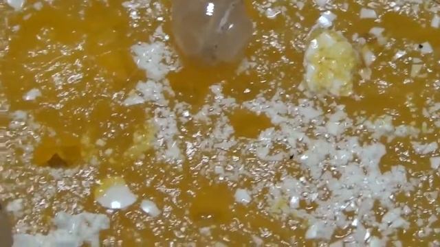 Ура! Улитята улитки ахатин вылупляются!7