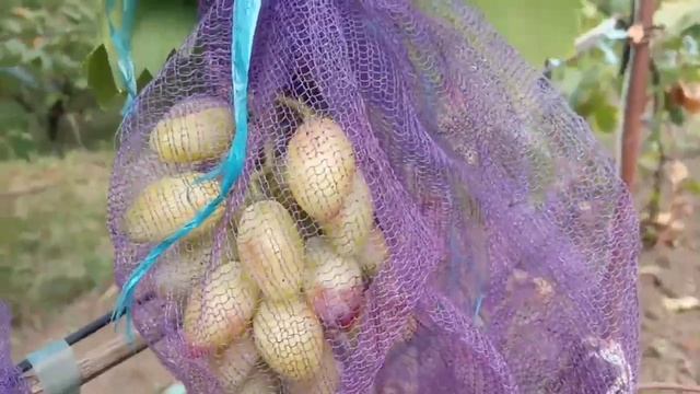 Интересный окрас новой формы винограда 20 августа 2022. Виноградник Щереденкова В. А смотреть онлайн