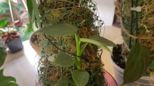 Тотемы из мха сфагнума для ароидных. Как поливать