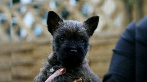 Керн Терьер. Плюсы и минусы, Цена, Как выбрать, Факты, Уход, История