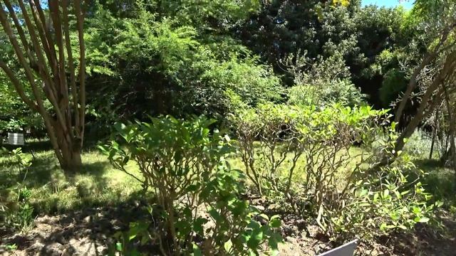 Абхазия. Сухум. Ботанический сад. смотреть онлайн