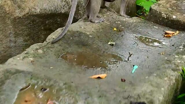Fresh Newborn Take Delicious Milk, Seem Like Twin Newborn Monkey, Amazing Fresh Newborn Monkeys