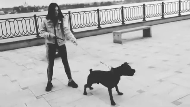 PITBULL: Машина 😈 смотреть онлайн