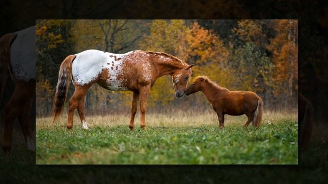 аппалуза смотреть онлайн