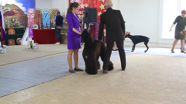 Международная выставка собак Созвездие Азии, Бишкек 2018. Часть 17 смотреть онлайн