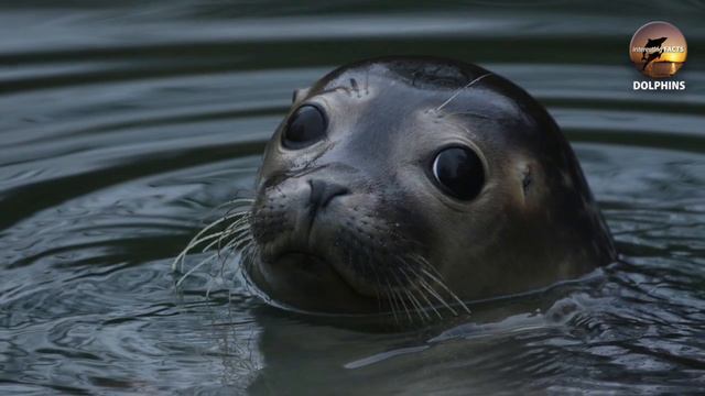 Interesting Facts About Dolphins