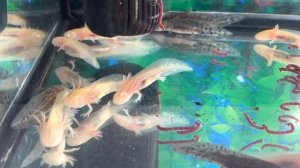 Мальки аксолотля. Чем кормить мальков аксолотля?