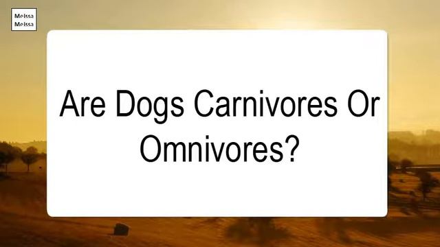 Are Dogs Carnivores Or Omnivores смотреть онлайн