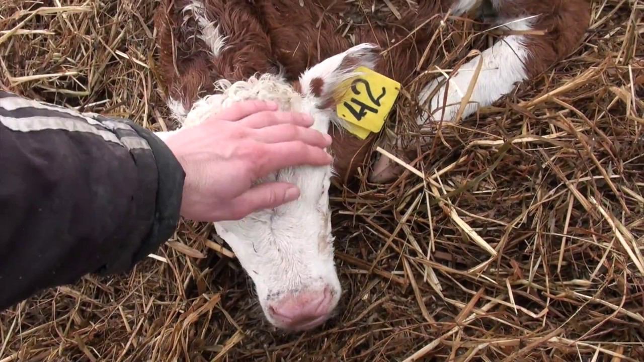 Обход скота в КФХ 