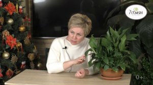 КАК Я ВЫРАСТИЛА ОГРОМНЫЙ СПАТИФИЛЛУМ!