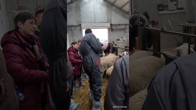 Изследване за бременност на овце от порода Лакон за мляко смотреть онлайн