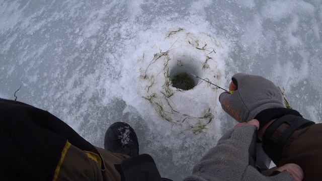 Озеро Глубокое.Окунь не хуже морского. смотреть онлайн