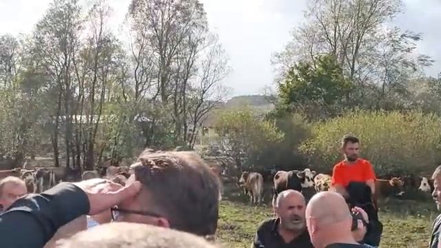 VASAR U ŠIPOVU (KONJI NIKAD SKUPLJI ALI SVE SE PRODAJE) смотреть онлайн