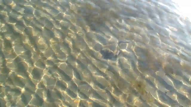 Скат у берега Черного моря. Анапа смотреть онлайн