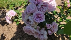 ? Обзор розы «Nautica», W. Kordes & Sons, 2017.(Floribunda)