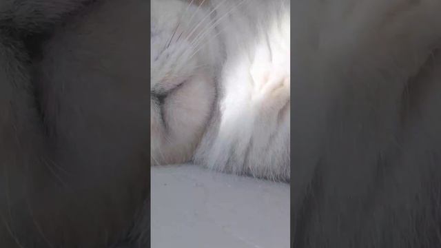 котик все фото которые есть #котики смотреть онлайн