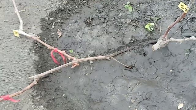 Виноград на Волині. Чубуки(живці),прищепи. Питання - відповіді.