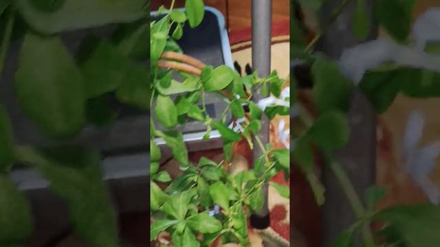 Комнатные цветы осенью. Свинчатка оцвела и уходит вспячку? Я знаю, что делать! смотреть онлайн