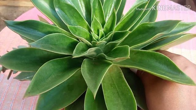 Echeveria rubella..#dicas e #cultivo смотреть онлайн