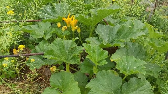 Тыква штирийская (голосеменная) в Сибири смотреть онлайн