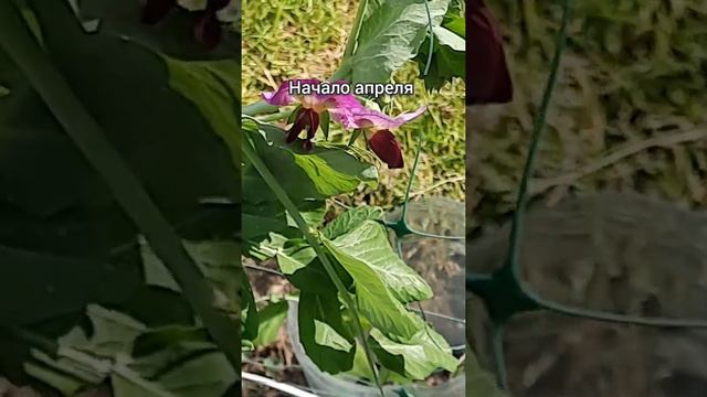 ВЕСНА В АБХАЗИИ ЧЁРНОЕ МОРЕ ЖИЛЬЕ ЭКСКУРСИИ ТРАНСФЕР 2022 ГОД смотреть онлайн