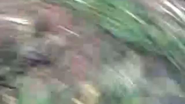 Семья ежей смотреть онлайн