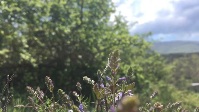 ASMR sounds of nature, birds singing, visual triggers АСМР звуки природы, пение птиц смотреть онлайн