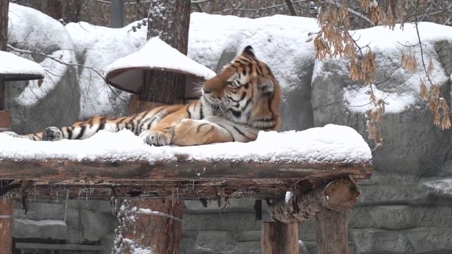 Максимус. 14.11.2021 смотреть онлайн