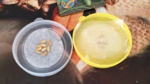 Семена огурцов и помидор: замачиваю перед посадкой. Выращивание овощей на балконе.