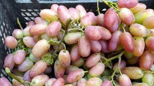 Почему я перепрививаю виноград Галбена Ноу