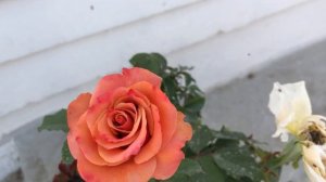 SINGING IN THE RAIN (BEAUTIFUL FLORIBUNDA) #rose #rose_series