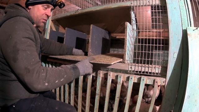 Как сделать гнезда для кур с ЯЙЦЕСБОРНИКОМ смотреть онлайн