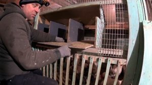 Как сделать гнезда для кур с ЯЙЦЕСБОРНИКОМ