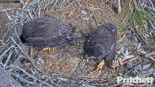 SWFL Eagle Cam 2-19-22. E20 mantles and claims Dad's fish delivery; winner takes all! смотреть онлайн