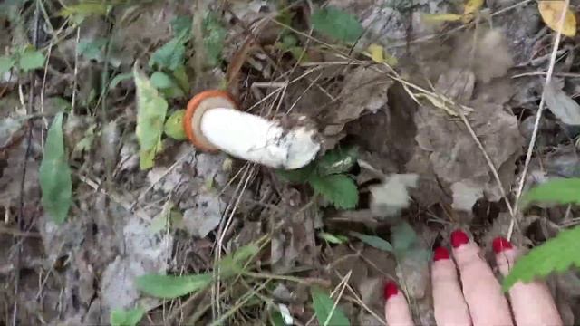 Тихая охота. 2021 Подберезовики и подосиновики смотреть онлайн