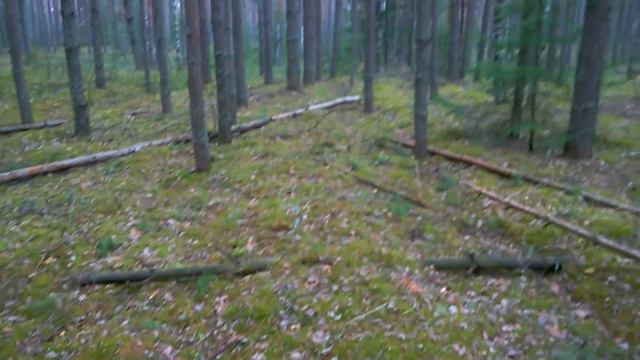 Лес чудес! Коп с X-Terra 705 Nel Storm 18,75 смотреть онлайн