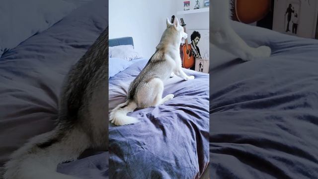 Dog Plays Truth or Dare Using Talking Buttons! смотреть онлайн