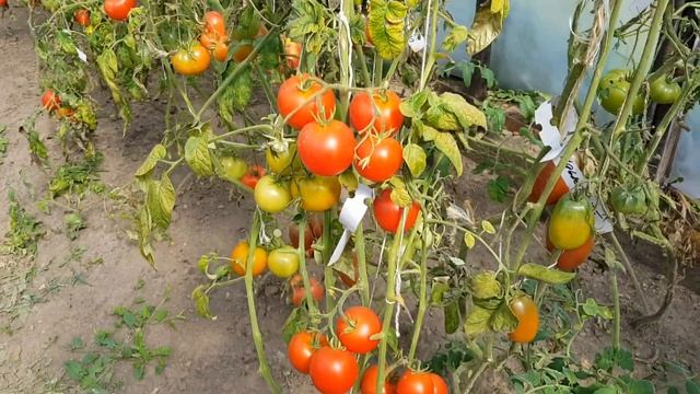 ТОМАТЫ 2020. КАКИЕ СОРТА ПОНРАВИЛИСЬ. смотреть онлайн