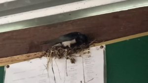 ласточка, строит гнездо...