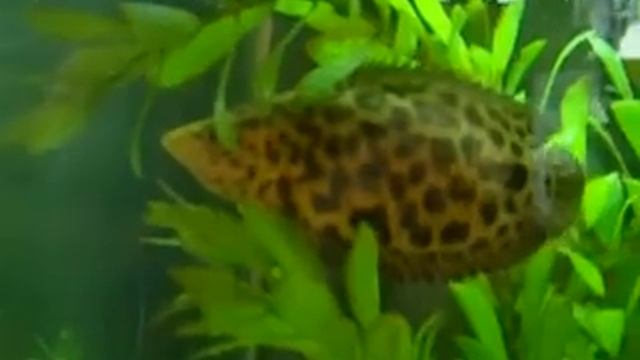 Leopard Ctenopoma Hunting Shrimp смотреть онлайн