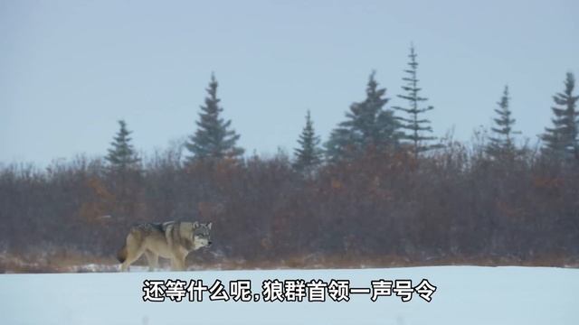 狼的视角下，东北虎VS棕熊VS北极熊，谁才是生态圈的边角料 смотреть онлайн