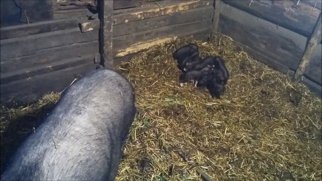 Разведение Вьетнамских свиней. Часть 1. смотреть онлайн